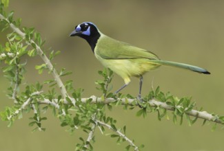 Green Jay (Cyanocorax luxuosus), Texas, USA