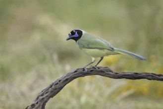 Green Jay (Cyanocorax luxuosus), Texas, USA