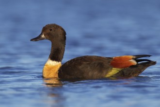 Australian Shelduck (Tadorna tadornoides) male, Western Australia, Australia
