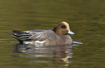 Hybrid: Eurasian Wigeon x American Wigeon (Mareca penelope x Mareca americana) male, British