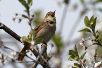 Thrush Nightingale (Luscinia luscinia) singing, Mecklenburg-Western Pomerania, Germany