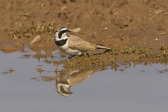 Temminck's Lark (Eremophila bilopha), Morocco