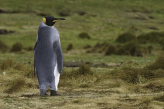 King Penguin (Aptenodytes patagonicus), Falkland Islands