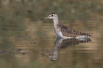 Wood Sandpiper (Tringa glareola), Thailand