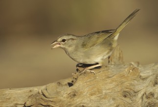 Olive Sparrow (Arremonops rufivirgatus), Texas, USA