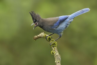 Steller's Jay (Cyanocitta stelleri), British Columbia, Canada