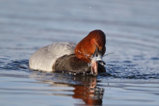 Common Pochard (Aythya ferina) male, Carinthia, Austria