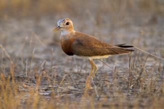 Oriental Plover (Charadrius veredus), Western Australia, Australia