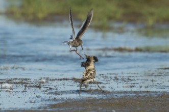 Common Redshank (Tringa totanus), Schleswig-Holstein, Germany