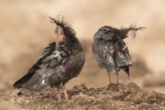 Northern Bald Ibis (Geronticus eremita) preening, Morocco