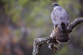 Northern Goshawk (Accipiter gentilis) female with prey, Madrid, Spain