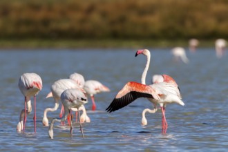 Greater Flamingo (Phoenicopterus roseus), Castile-La Mancha, Spain