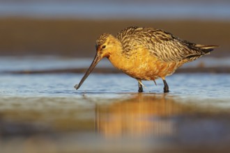 Bar-tailed Godwit (Limosa lapponica) feeding along a river in Nome, Alaska