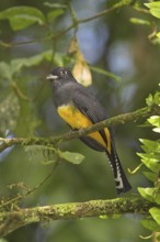 Guianan Trogon (Trogon violaceus), Costa Rica