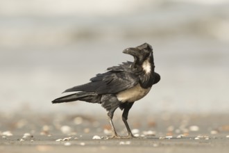 Pied Crow (Corvus albus), Gambia