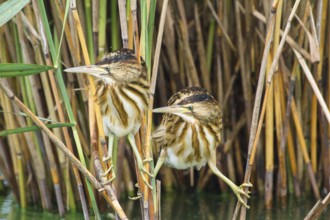Little Bittern (Ixobrychus minutus) juveniles foraging, Thuringia, Germany