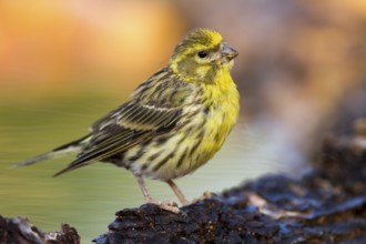 European Serin (Serinus serinus) male, Alicante, Spain