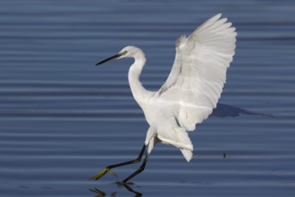 Seidenreiher, lat. Egretta garzetta, landet in einem flachen Gewässer