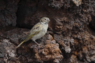 White-bridled Finch (Melanodera melanodera) female, Falkland Islands