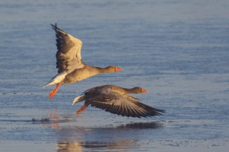 Greylag Goose (Anser anser) flying, Netherlands