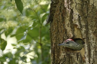 European Green Woodpecker (Picus viridis) juvenile in breeding cavity, Piedmont, Italy