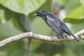 Tawny-shouldered Blackbird (Agelaius humeralis) perched on a branch in Cuba