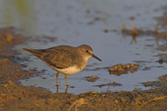 Temminck's Stint (Calidris temminckii), Oman