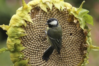 Great Tit (Parus major), Lower Saxony, Germany