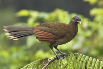Grey-headed Chachalaca (Ortalis cinereiceps), Costa Rica