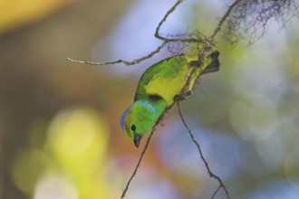 Golden-browed Chlorophonia (Chlorophonia callophrys), Costa Rica