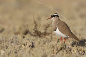 Crowned Lapwing (Vanellus coronatus), Northern Cape, South Africa