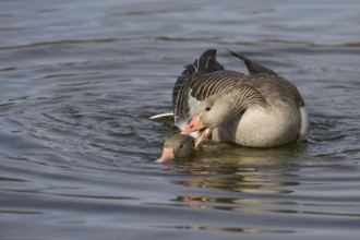Greylag Goose (Anser anser) pair mating, Texel, Netherlands