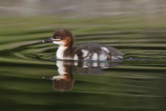 Common Merganser (Mergus merganser) juvenile, Bavaria, Germany