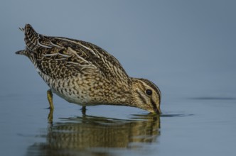 Common Snipe (Gallinago gallinago), Schleswig-Holstein, Germany