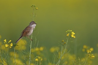 Common Whitethroat (Sylvia communis), Rhineland-Palatinate, Germany