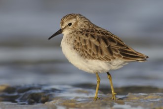 Least Sandpiper (Calidris minutilla), Texas, USA