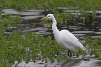 Intermediate Egret (Ardea intermedia), Taiwan