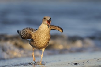 European Herring Gull (Larus argentatus) calling, Mecklenburg-Western Pomerania, Germany