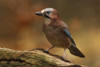 Eurasian Jay (Garrulus glandarius), Utrecht, Netherlands