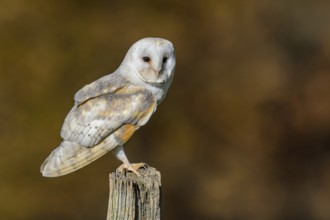 Western Barn Owl (Tyto alba), Lower Saxony, Germany