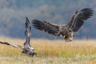 White-tailed Eagle (Haliaeetus albicilla), Kutno, Poland