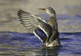 Mallard (Anas platyrhynchos) female, New Mexico, USA
