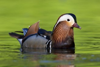 Mandarin Duck (Aix galericulata) male, Brandenburg, Germany
