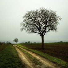 A solitary tree stands by a winding dirt path surrounded by open fields. Limagne plain, Allier,