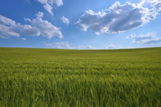 Lush green barley field under a sky full of sun and clouds, summer, Thüngen, Main Spessart