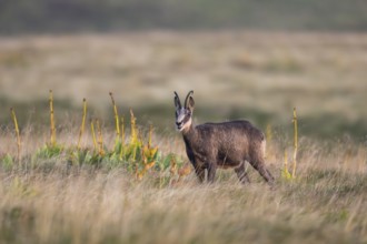 Chamois (Rupicapra rupicapra) on a meadow in the Vosges Mountains, wildlife, France