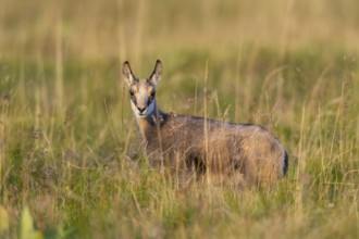 Chamois (Rupicapra rupicapra) youngster on a meadow in the Vosges Mountains, wildlife, France