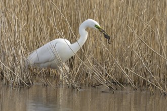 Great white egret (Ardea alba) adult bird in water on the edge of a reedbed with a frog for food in