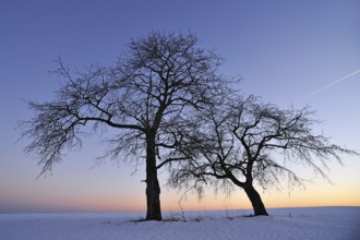 Two bare fruit trees against the evening sky in winter, Karsberg, Upper Franconia, Bavaria, Germany
