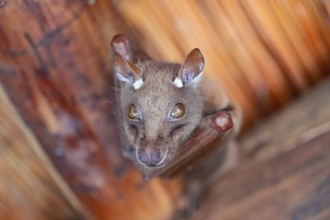 Funny bat, looks angry, conspiratorial, Kruger National Park, South Africa